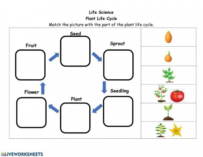 Plant Life Cycle Interactive Worksheet