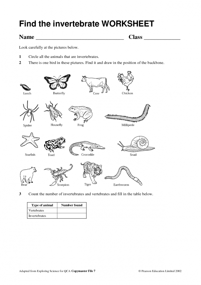Vertebrates And Invertebrates Worksheets 99Worksheets