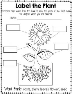 Parts Of A Plant