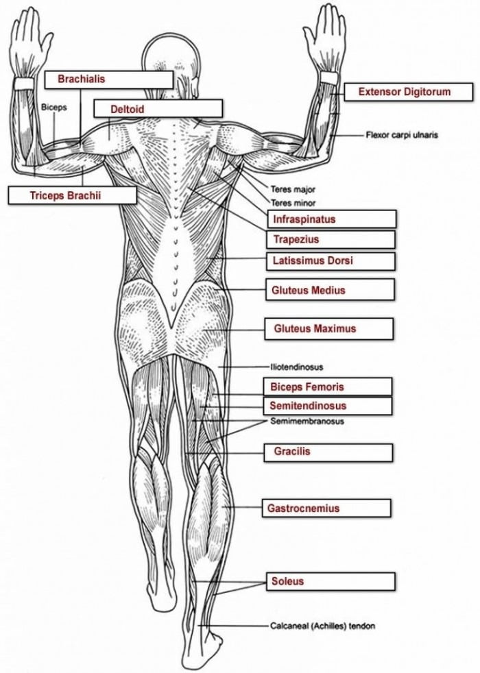 human-body-science-activities-by-oink4pigtales-tpt-19-best-images-of