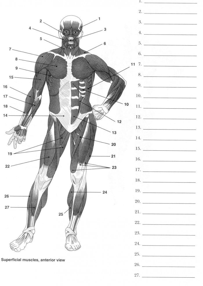 Label Muscles Worksheet