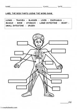 Parts Of The Human Body