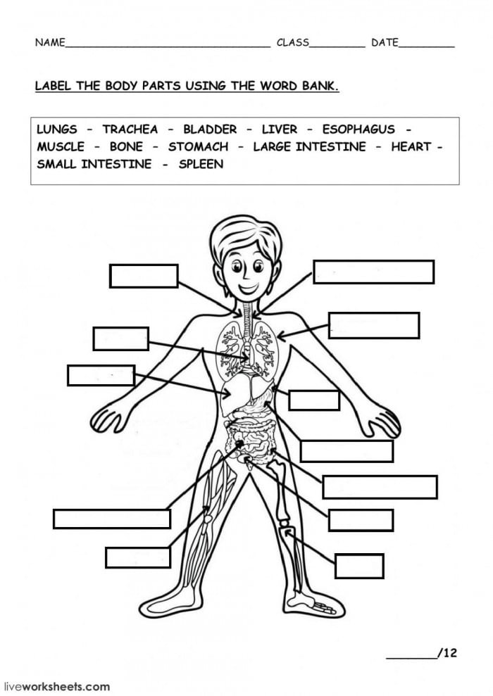 Parts Of The Human Body Worksheets 99Worksheets