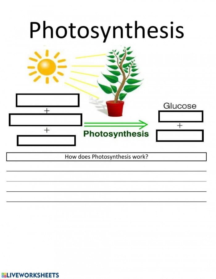 What Is Photosynthesis Worksheet