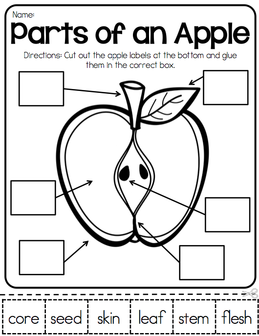 parts-of-an-apple-worksheets-99worksheets