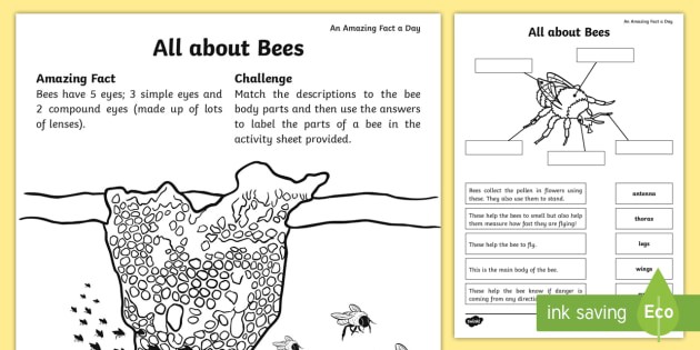 All About Bees Worksheet  Worksheet Teacher Made