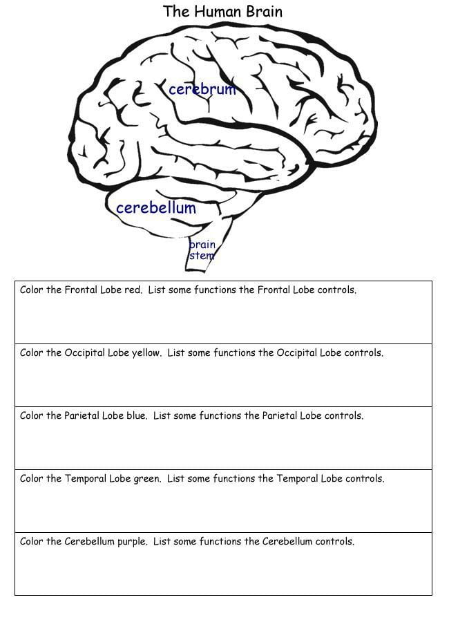 The Human Brain Worksheets
