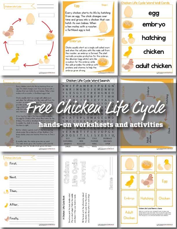 Free Chicken Life Cycle Worksheet Activities