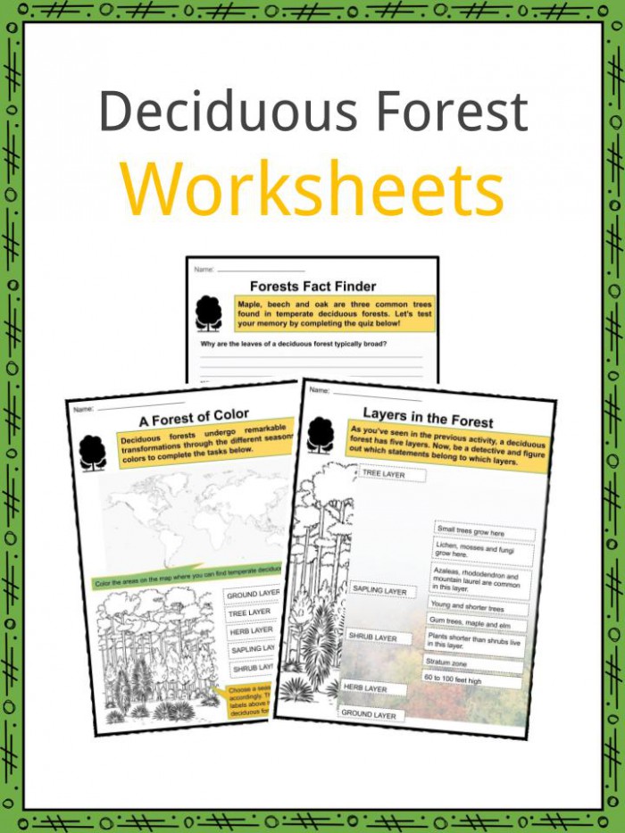 Deciduous Forest Biome Facts  Worksheets   Information For Kids