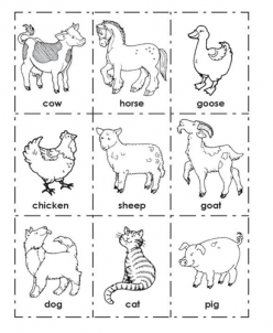 Animal Picture Cards