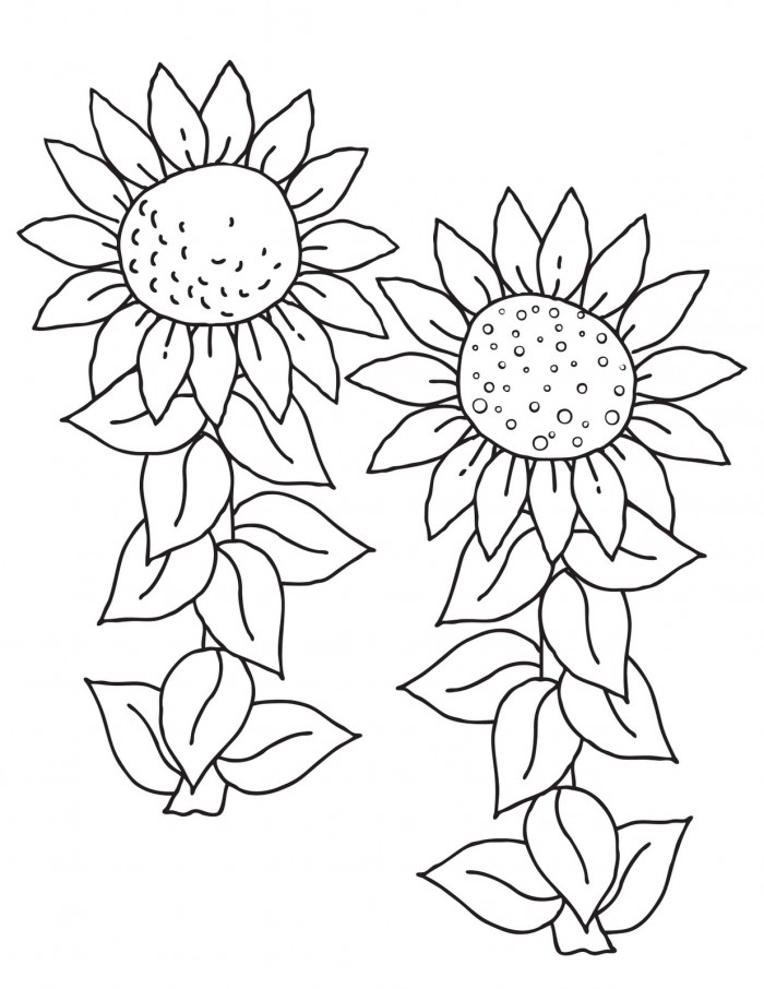 Free Sunflower Color Page Printable  Download Free Clip Art  Free