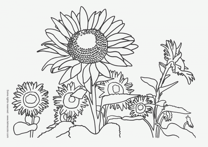 Free Sunflower Coloring Page  Download Free Clip Art  Free Clip