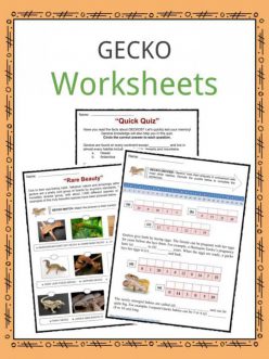 Facts About Geckos