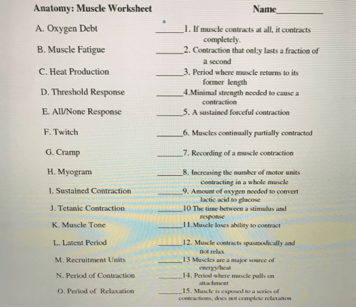 Solved Anatomy Muscle Worksheet Name A Oxygen Debt B M