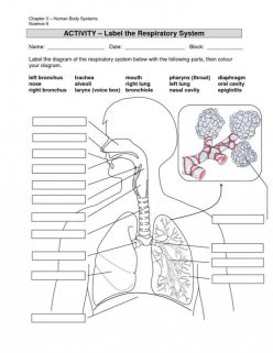 Lungs Anatomy