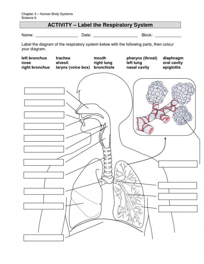 Lungs Anatomy Worksheets | 99Worksheets