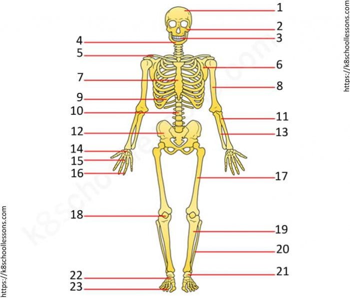 Skeletal System Quiz Worksheets 99Worksheets