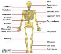 Skeletal System Quiz