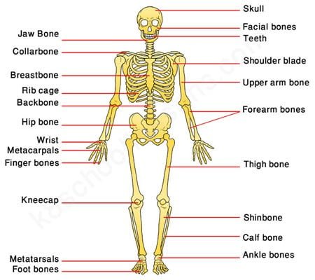Label Human Skeletal System Quiz