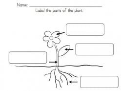 Name The Parts Of A Plant