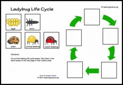 Color The Life Cycle: Ladybug