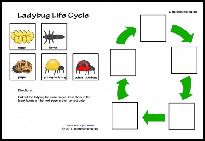 Color The Life Cycle Ladybug Worksheets 99Worksheets