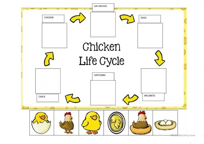 Life Cycle Of A Chicken