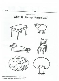 Drawing Living And Non-Living Things