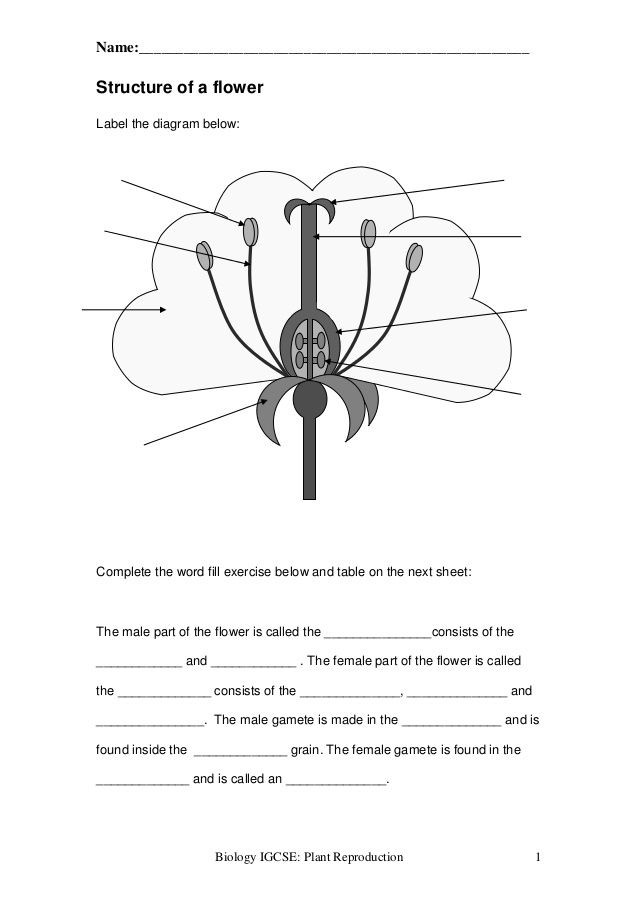 Flower Structure And Reproduction Worksheet Answer Key