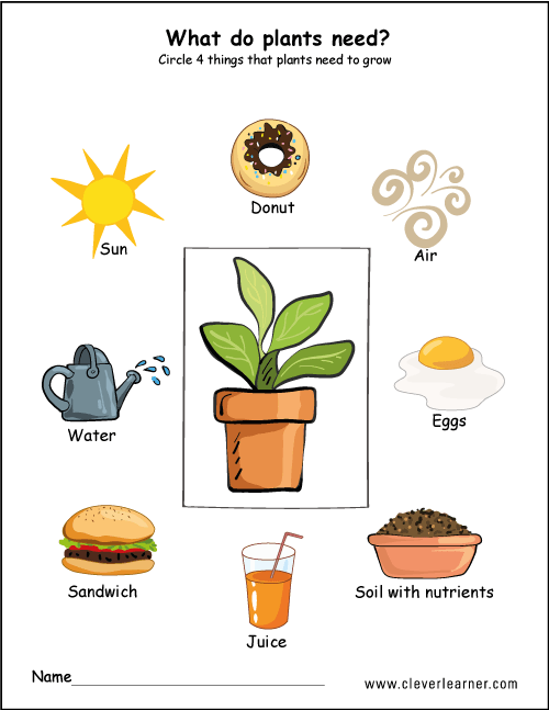Needs Of Plants Worksheets For Preschool Preschool Worksheets
