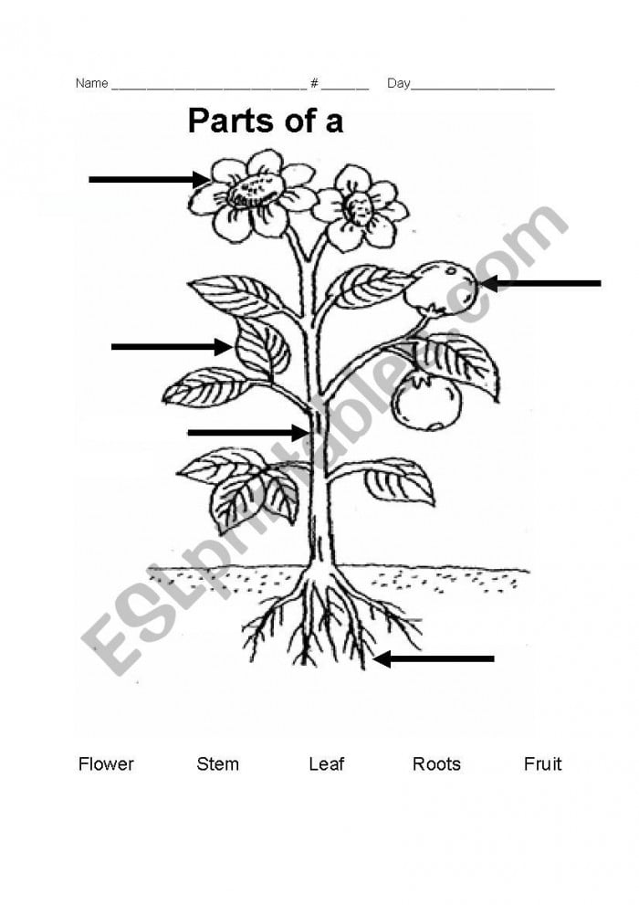 Name The Parts Of A Plant Worksheets | 99Worksheets