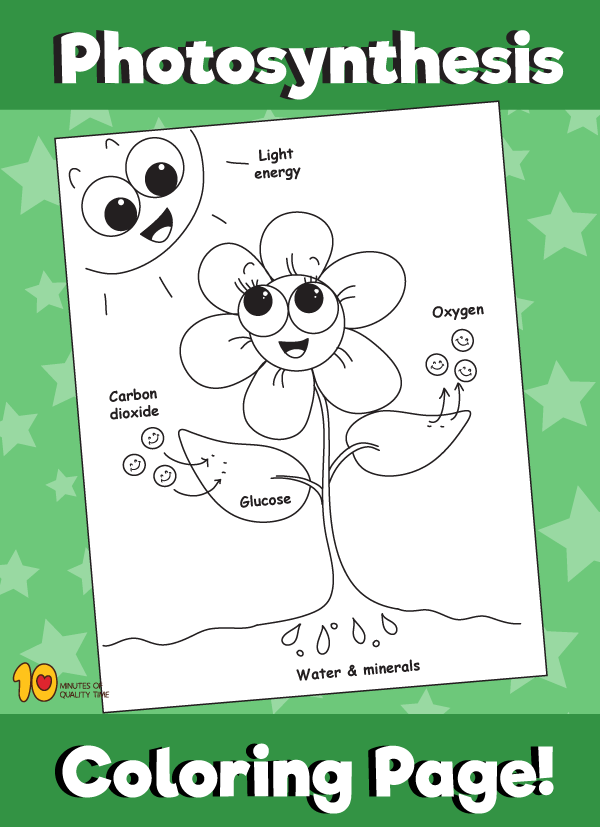 Photosynthesis  Coloring Page   Minutes Of Quality Time