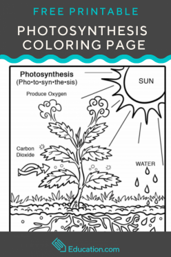 Photosynthesis Coloring Page