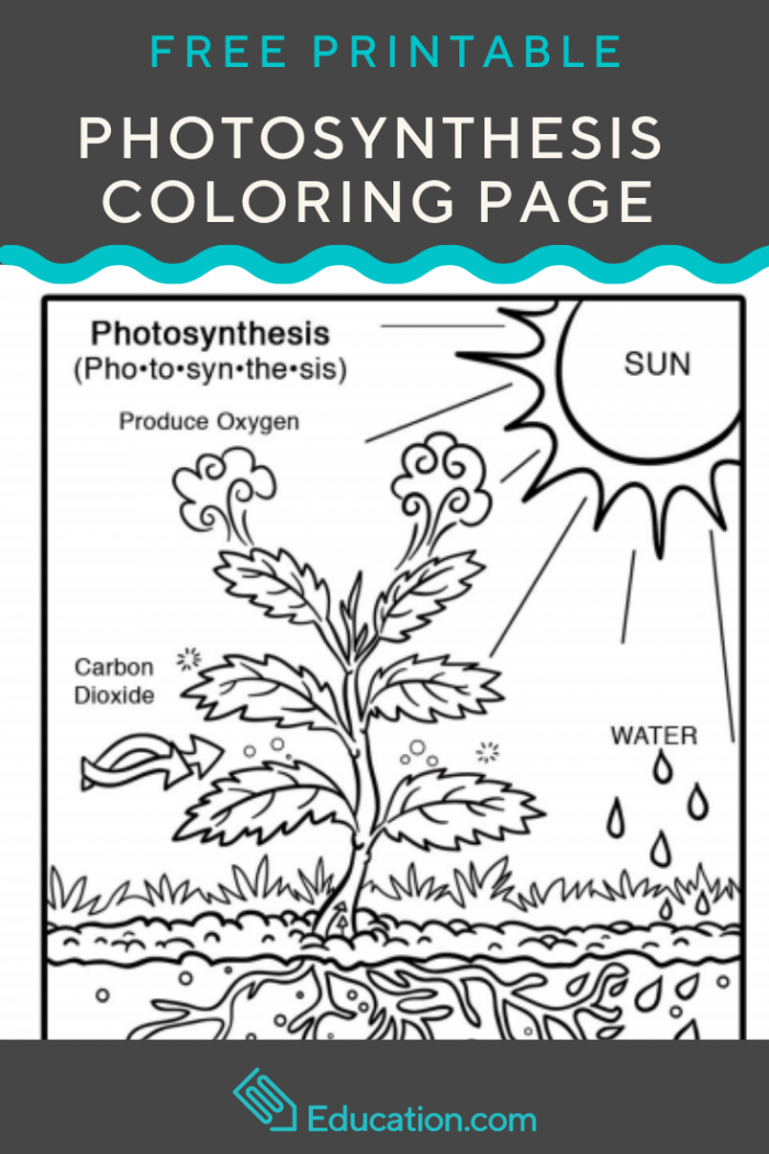 photosynthesis-coloring-page-worksheets-99worksheets