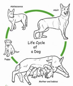 Color The Life Cycle: Dog