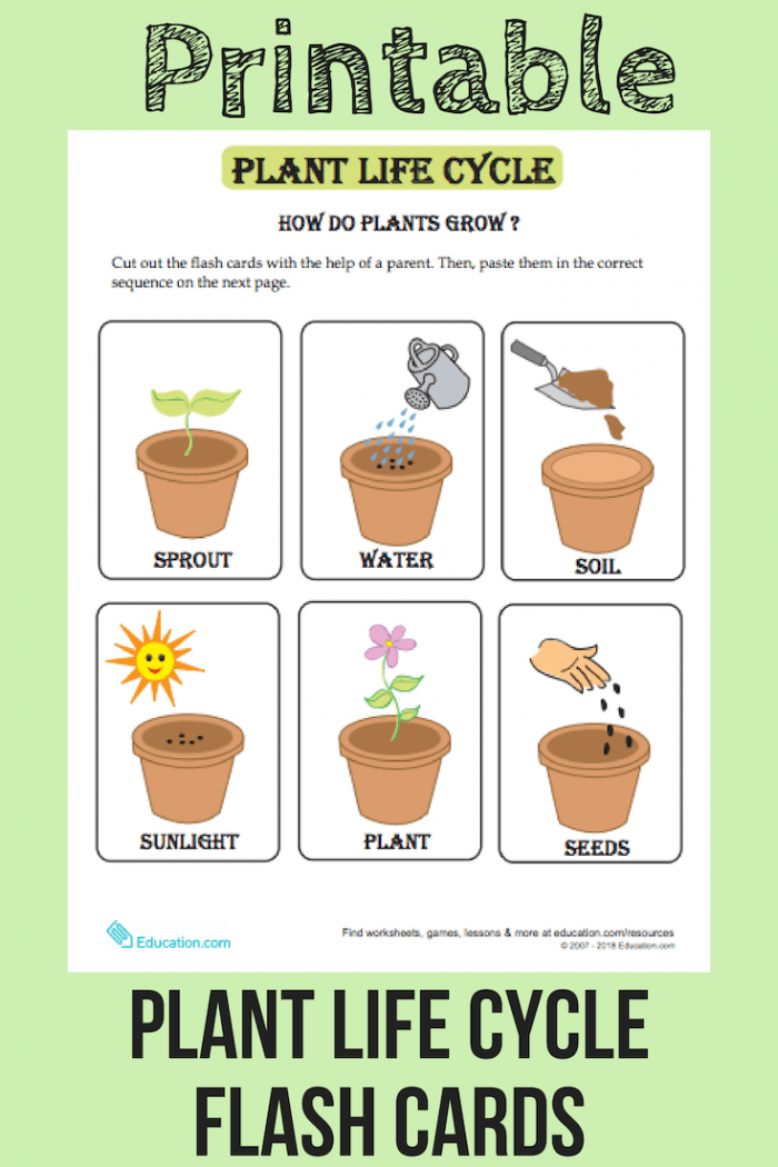 Plant Life Cycle Flash Cards Worksheets 99Worksheets