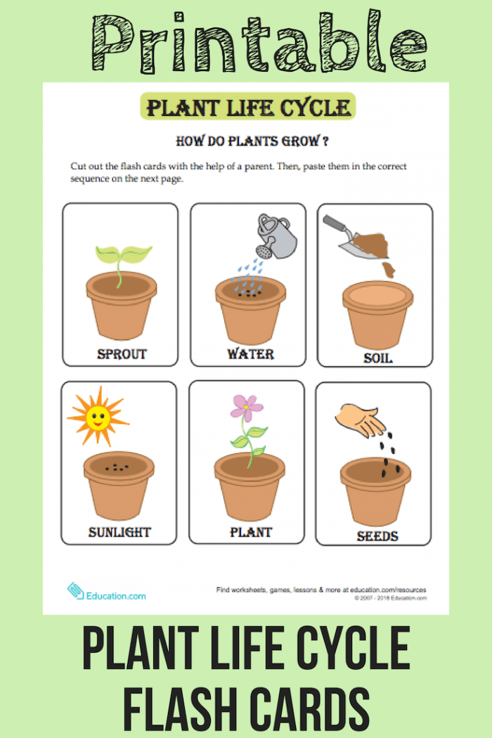 Life Cycle Of A Plant Free Printable Worksheet