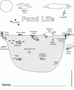 Pond Life Coloring Page