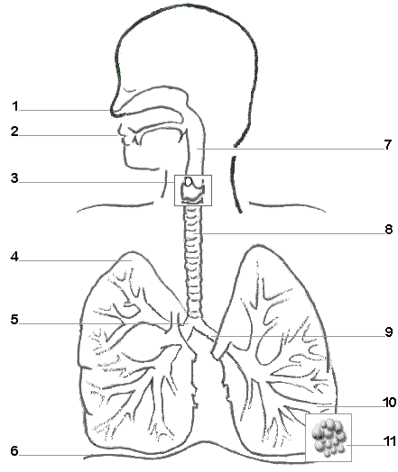 Respiratory System Diagram Worksheets | 99Worksheets
