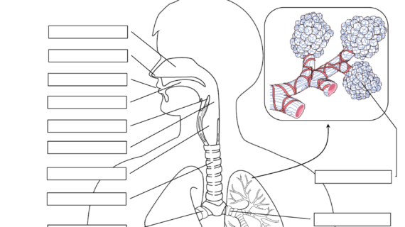 Respiratory System Diagram Worksheets | 99Worksheets