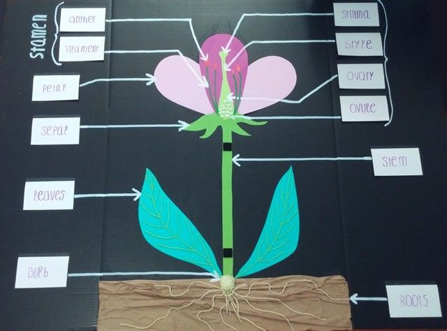 Science Flower Anatomy D Project School Lesson With Images
