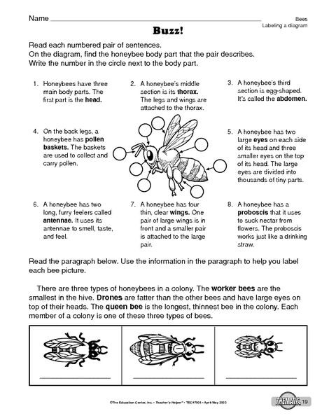 Bee Science! Worksheets | 99Worksheets