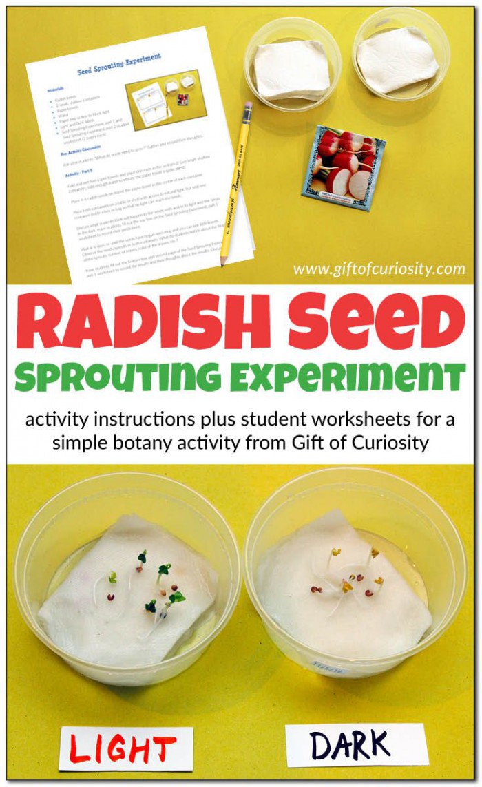 Seed Sprouting Experiment In