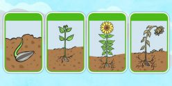 Plant Life Cycle Flash Cards