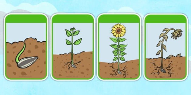 Sunflower Life Cycle Flashcards Teacher Made