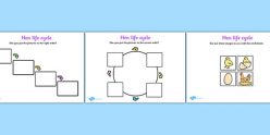 Chicken Life Cycle Worksheet