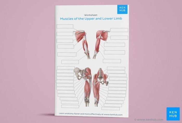 Learn All Muscles With Quizzes And Labeled Diagrams