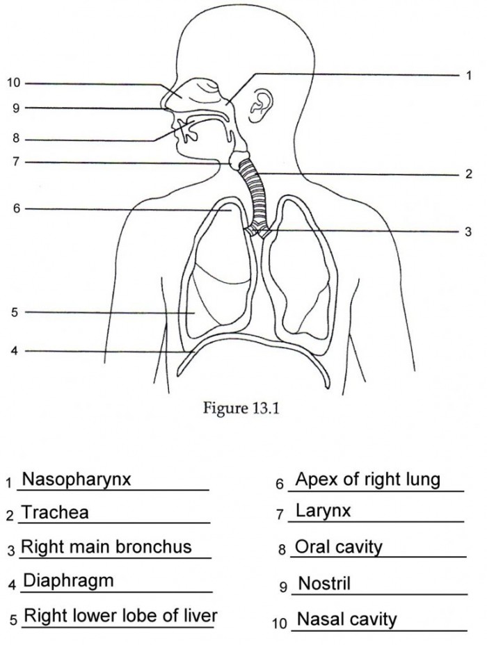 Respiratory System Diagram Worksheets 99Worksheets