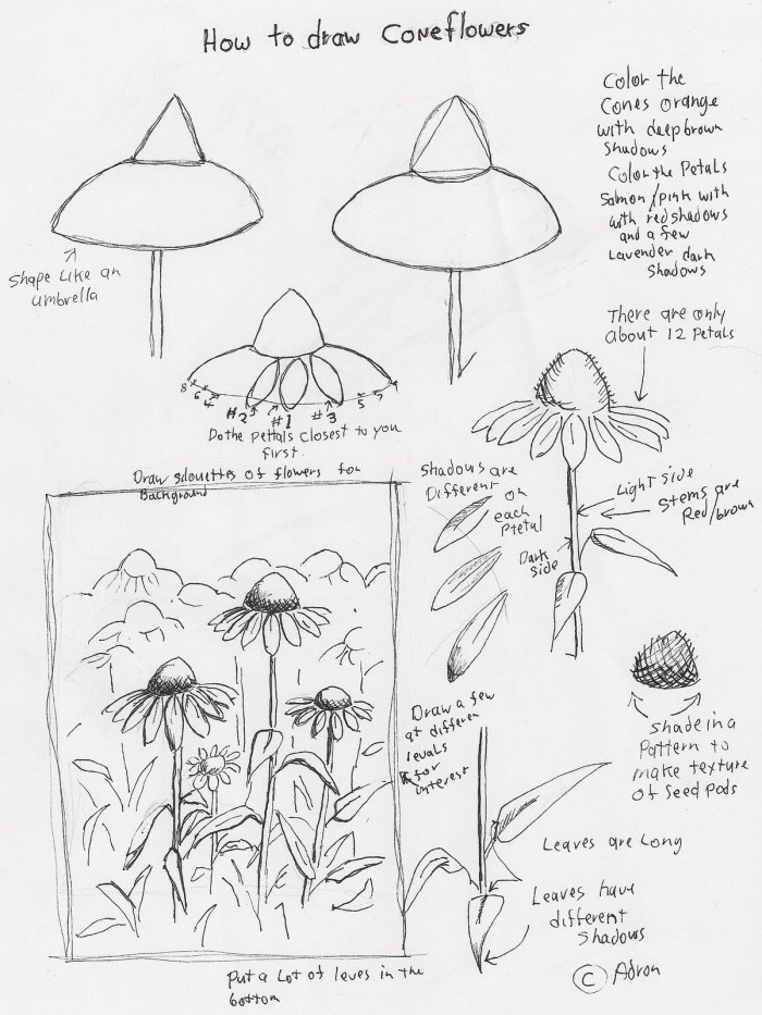 Adrons Art Lesson Plans How To Draw Cone Flowers Art Lesson For