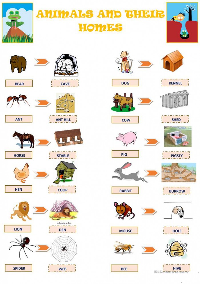 Animals And Their Homes Worksheets 99Worksheets
